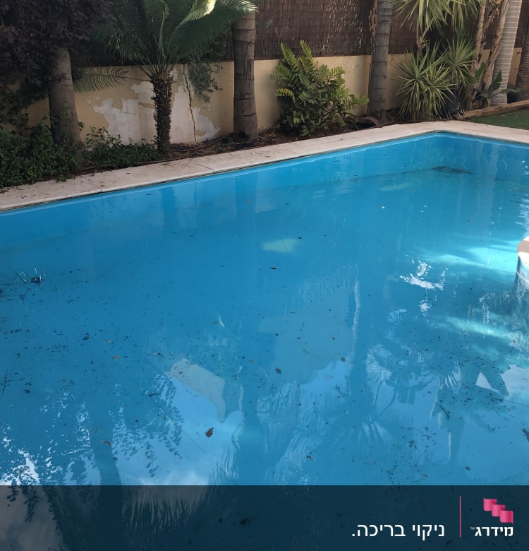 בריכה עם עלים ולכלוך על פני המים